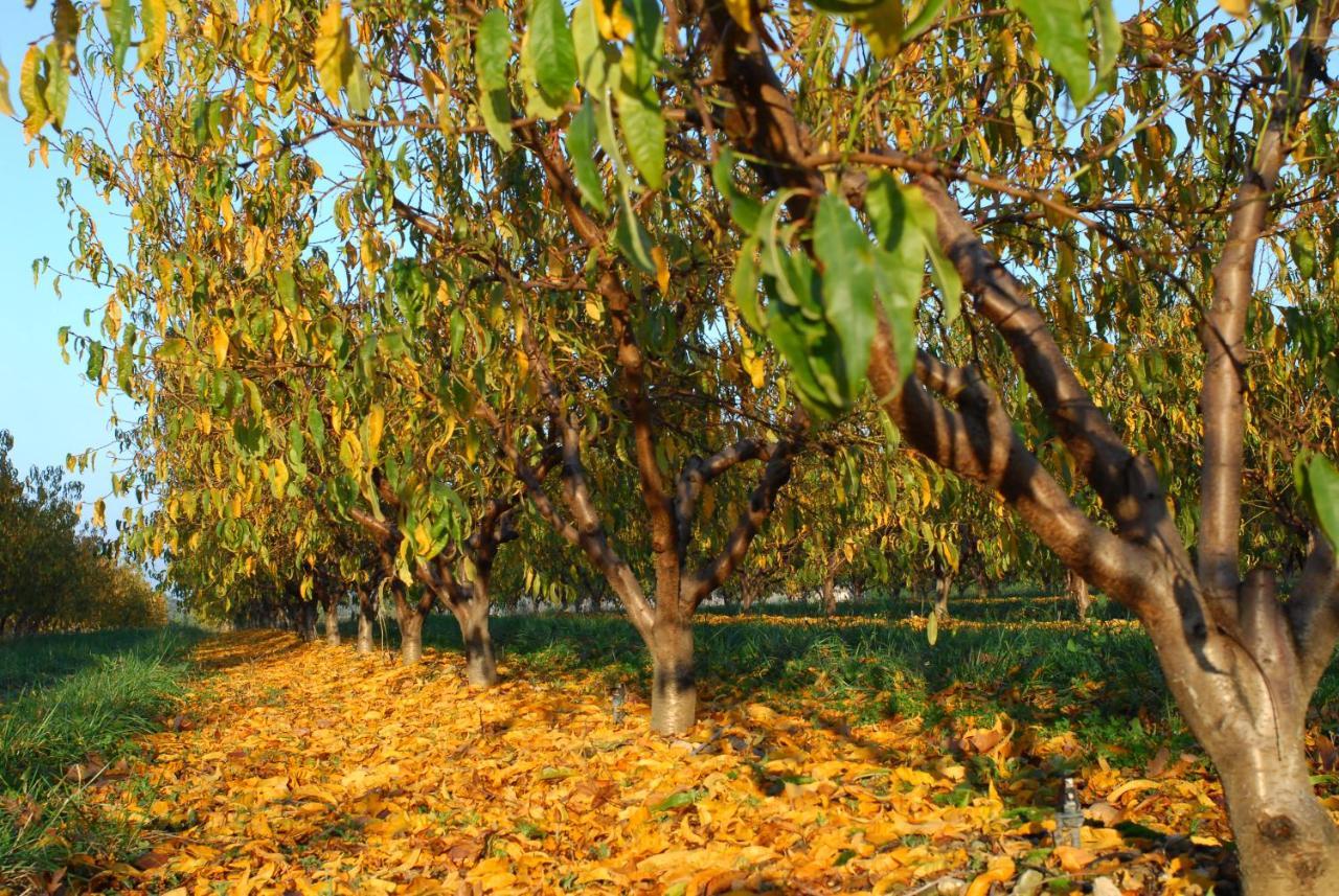 Gite Le Cerisier Via Rhona Dolce Via La Voulte-sur-Rhone Exterior photo
